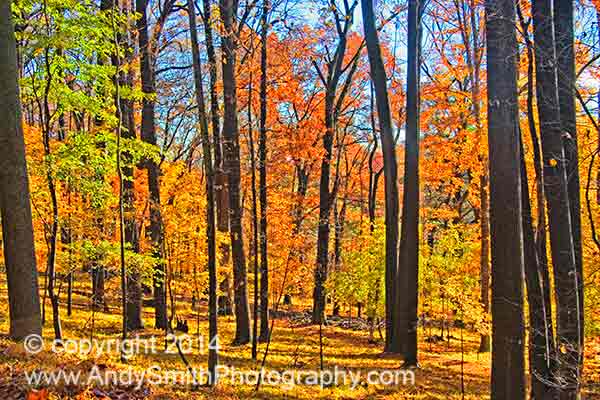 Fall Forest in Valley Forge